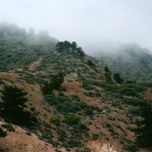 Cedros Island, pines by mine ruins, Canada de la Mina