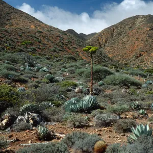 Cedros Island, Agave (Century Plant), Canada de la Mina
