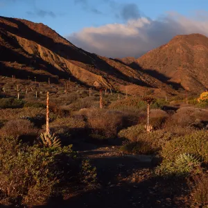 Cedros Island, dawn at Gran Canon