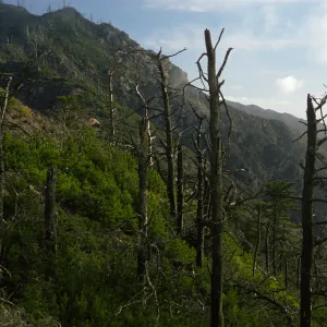 Cedros Island, ridge above Canada de la Mina