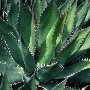 Agave shawii