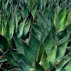 Agave shawii