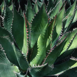 Agave shawii
