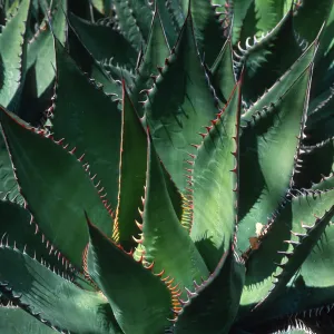 Agave shawii
