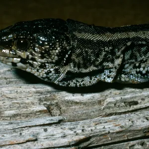 San Nicolas Island, night lizard