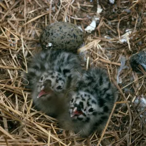 Middle Anacapa Island, Gull chicks