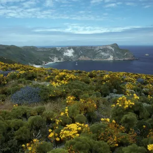 San Miguel Island, Coreopsis, Lupinus (Lupine),, Cuyler Harbor, from Cabrillo Monument