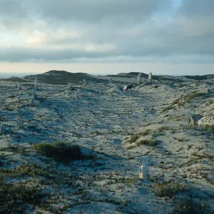 San Miguel Island, caliche forest, at dusk
