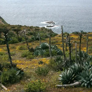West San Benito Island, Agave (Century Plant), Hemizonia streesii (Tarweed), Southwest side
