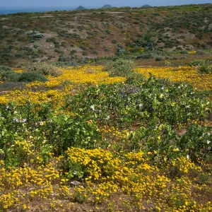 West San Benito Island, Lavatera venosa, Hemizonia streesii, highlands, East of High Point