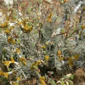 West San Benito Island, lichens on Euphorbia, trail, East of lighthouse