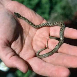 San Martin Island, endemic night snake