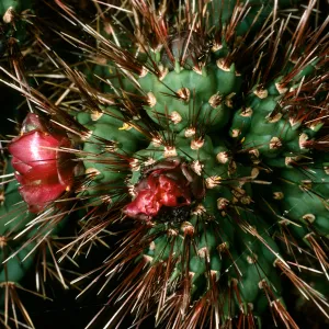San Martin Island, Opuntia, South end of island (Prickly-pear)