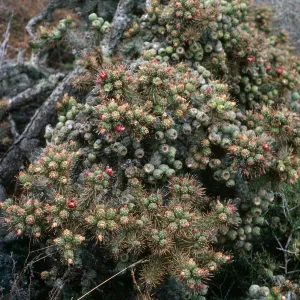 San Martin Island, Opuntia (Prickly-pear), South end of island