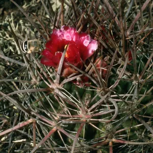 San Martin Island, bee on Ferocactus