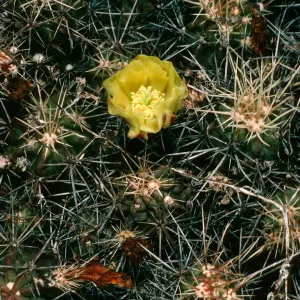 San Martin Island, Echinocereus maritimus, South end of island