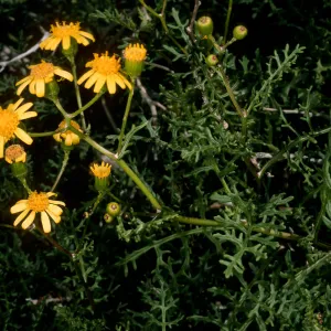San Martin Island, Senecio lyonii, inside crater