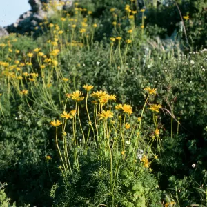 San Martin Island, Coreopsis maritima