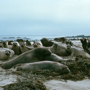 Elephant seals, Point Bennett, San Miguel Island