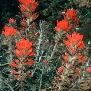 Castilleja foliolosa, West Camino Cielo, West of Broadcast Peak