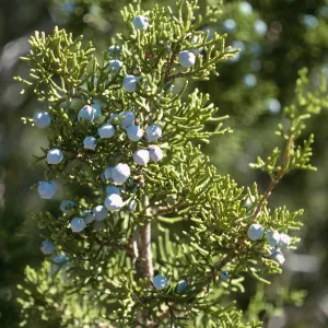 Juniperus californica, Lockwood Valley