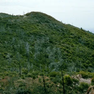burned Cupressus sargentii, Lions Den, below Peak #3205, North facing slope, above Villa Creek