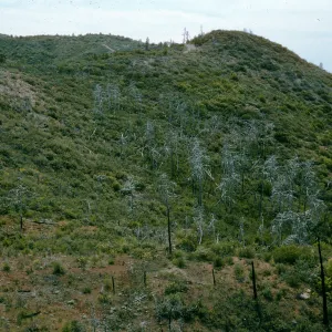 burned Cupressus sargentii, Lions Den, below Peak #3205, North facing slope, above Villa Creek