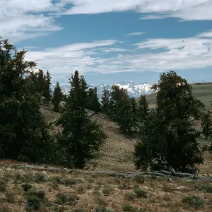 White Mountains, Pinus longaeva, Schulman Grove