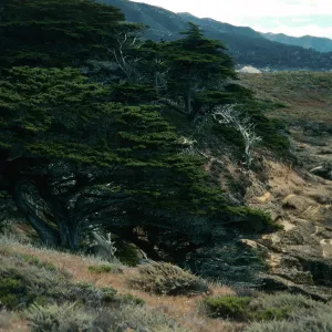 Cupressus macrocarpa, Point Lobos