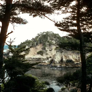 Cupressus macrocarpa, Point Lobos