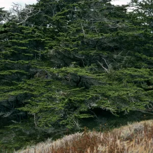 Cupressus macrocarpa, Point Lobos