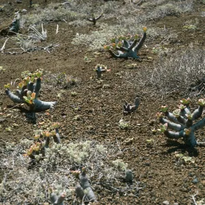 Guadalupe Island, Talinum, outer islet