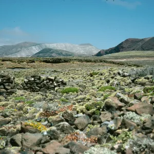 Guadalupe Island, stone cabin ruins, South mesa