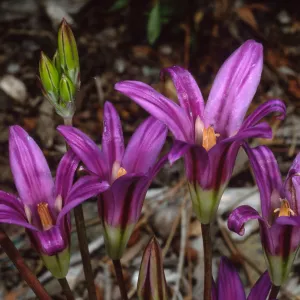 Brodiaea pallida, Dudleya display