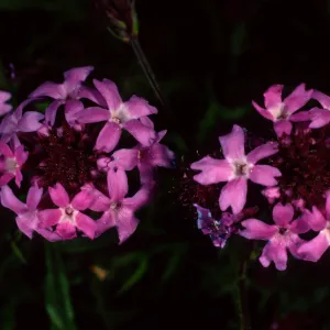 Verbena lilacina, SBBG