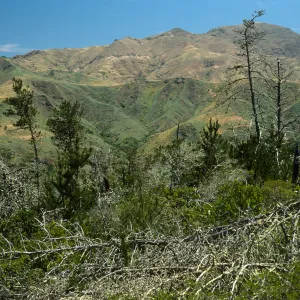 Santa Cruz Island, Christy Pines