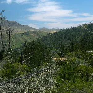 Santa Cruz Island, Christy Pines