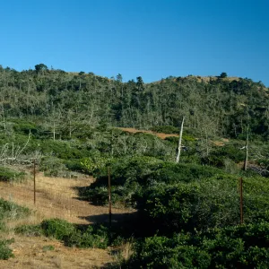 Christy Pines