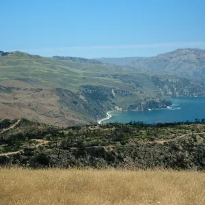 Santa Cruz Island, China Pines, after burn of December, 1994