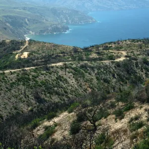 Santa Cruz Island, China Pines, after fire of December, 1994