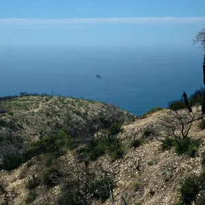Santa Cruz Island, China Pines, after fire of December, 1984