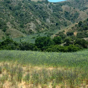Foeniculum, near Stanton Ranch airfield