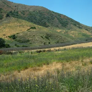 Foeniculum, near Stanton Ranch airfield