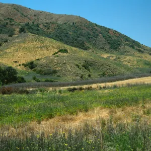 Foeniculum, near Stanton Ranch airfield