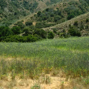 Foeniculum, near Stanton Ranch airfield