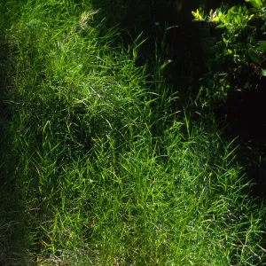 Santa Cruz Island, Agrostis pallens, Pelican-Prisoners Trail