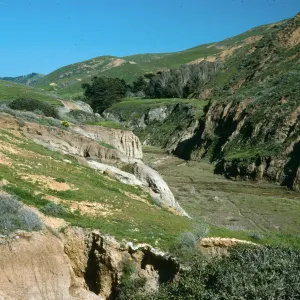 Looking up toward Sauces Canyon, Cypress/Eucalyptus groves
