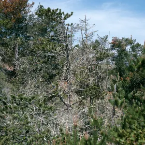 Christy Pines
