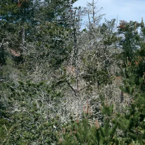 Christy Pines