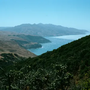 Santa Cruz Island, China Pines